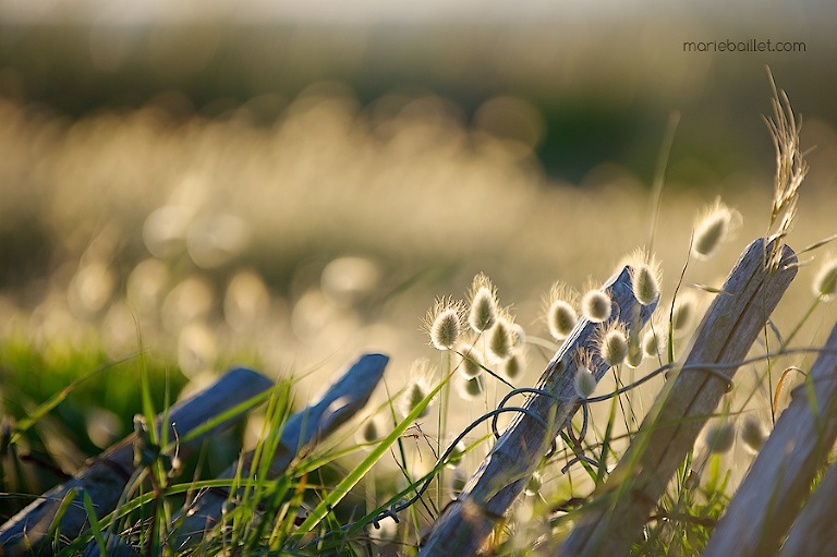 seance-amoureux-plage-ER-13